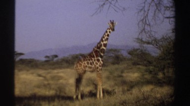 1969: giraffe flicks its tail while standing still in a shrubby field SUDAN