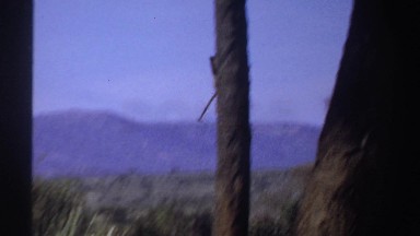 1969: monkey climbing a tree SUDAN