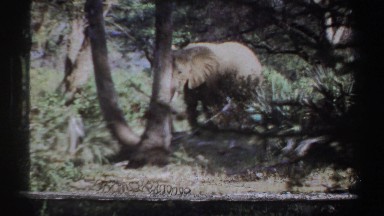 1969: the average life of the gentle giant SUDAN