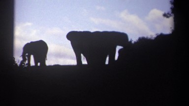 1969: A Herd of Elephants Grazing Upon the Savanna Kenya