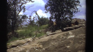 1969: Group of Lions Sitting in Shade in Sudan