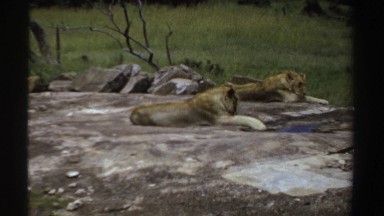 1969: Lions Relaxing in the Wild Sudan
