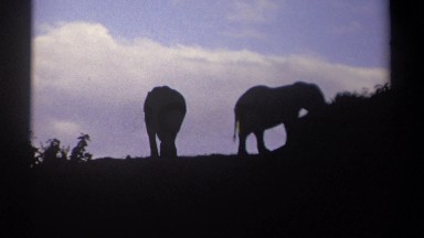 1969: Elephants Enjoying Their Day in Kenya
