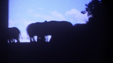 1969: Three Elephants Gather to Eat from Bushes in Kenya