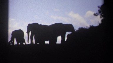 1969: Elephants at Dawn or Dusk in Kenya with Shadows and Savanna