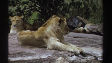 1969: Lion Sunbathes Prone on Broad Flat Rock Outdoors in Sudan