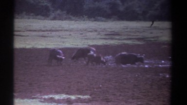 1969: Cattle Grazing on Grassy Land in Kenya