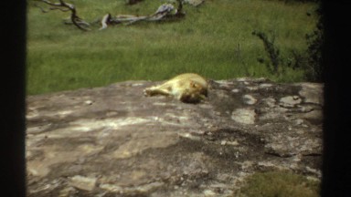 1969: Lions Nap on Rock in Open Area Zoo Sudan