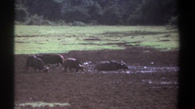 1969: Herd of Water Buffalo in Wet Muddy Area Kenya