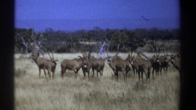 1969: Antelope Grazing on the Savannah Kenya