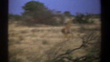 1969: Giraffe Running in the Wild Kenya