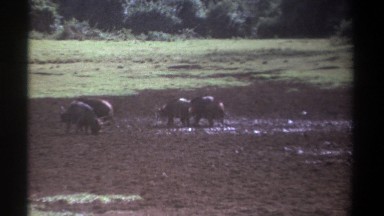 1969: a herd of cattle grazing on a field at daytime KENYA