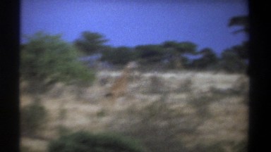1969: Old Footage of Several Giraffes Running Through the Savannah Kenya