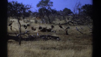 1969: flock of vultures hovering over a dead carcass in the middle of a field