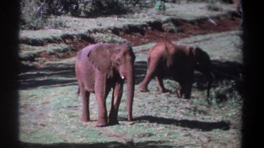 1969: Two Elephants Grazing in a Grass Field on a Sunny Day Kenya