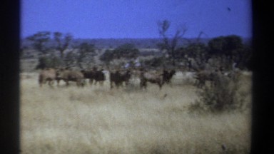 1969: herd of african ungulates on the savanna moving casually KENYA