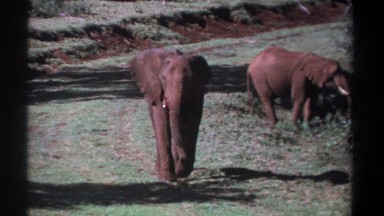 1969: elephants grazing in a field KENYA