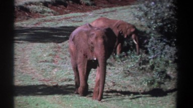 1969: elephant walking beside tall green bushes KENYA