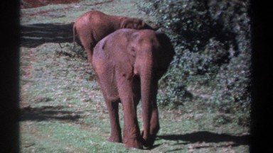 1969: an elephant calmly walking while waving its tail and flapping its ears