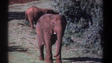 1969: Mother and Baby Elephants Standing Near Bushes Kenya