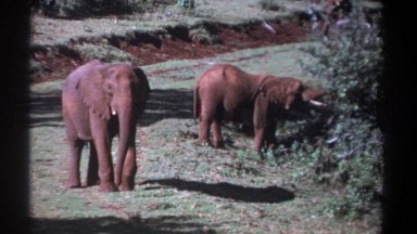 1969: one elephant standing and walking while another one eats leaves from a