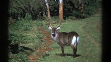 1969: buck in its natural habitat, walking into the woods. KENYA