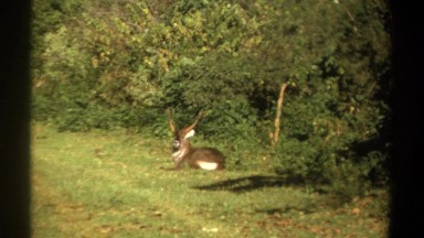 1969: antelope sighted at the edge of the bush appears free from worry and very