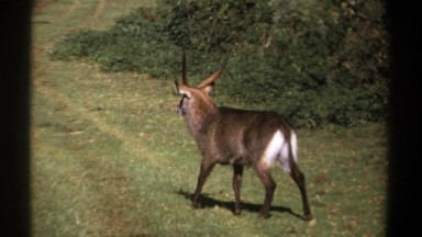 1969: a calm walk at my home KENYA