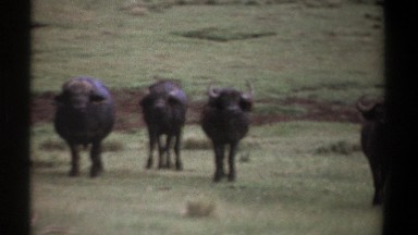 1969: horned black oxen stand still and stare forward on grassy ground before