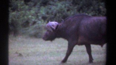 1969: male water buffalo walking casually in a field KENYA