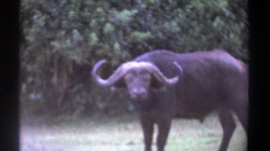 1969: water buffalo stares KENYA