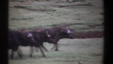1969: three black bovines walk together in a small group KENYA