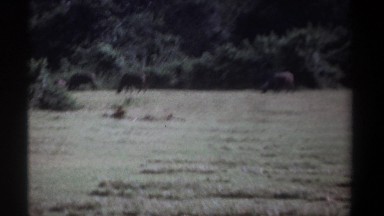 1969: vintage landscape of grazing cattle. KENYA