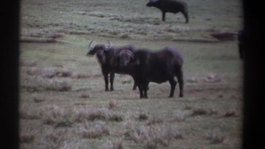 1969: no matter how fast an animal is you can always outsmart it to survive