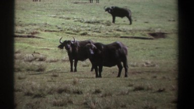 1969: buffalo still persevere KENYA