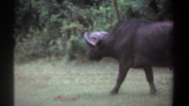 1969: bison type animal walking across a field when he notices he is being