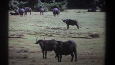 1969: group of buffaloes in forest,looks like threatened. KENYA
