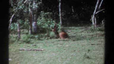 1969: colt sitting in a clearing at the edge of a forest KENYA
