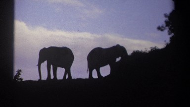 1969: two elephants in the sunset KENYA