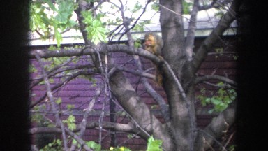 1968: Squirrel in a Tree Eating with Red Building in Background, Michigan