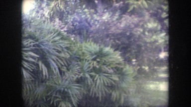 1969: panoramic view of a neighborhood yard in a tropical area including