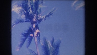 1969: Man Climbs Coconut Tree in Hawaii