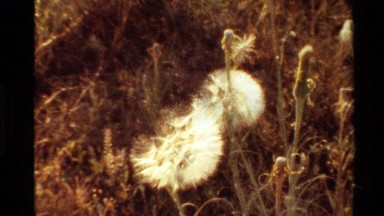 1980: Close-Up of Two White Dandelions in a Grassy Field, Western USA
