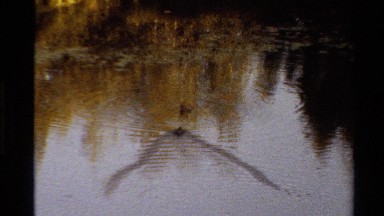 1980: Ducks Showing Dominance on the Lake Western USA