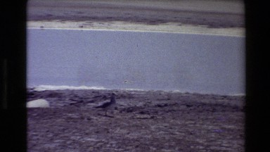 1980: the gull's chilly outlook. WESTERN USA