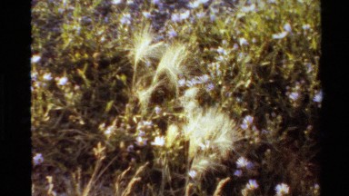 1980: a bunch of feather flowers. WESTERN USA