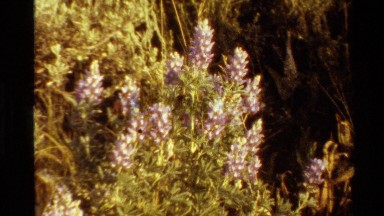 1980: pink lupine-type flower on a yellowish bush WESTERN USA