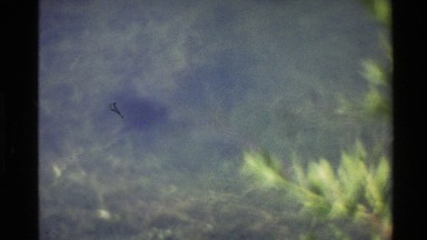 1980: a fish swimming along in a shallow pond WESTERN USA