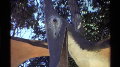 1980: a pterodactyl decoration hanging from a tree during a sunny day. WESTERN