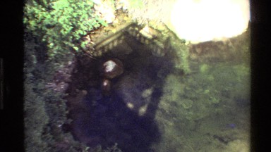 1980: view from camera high above garden viewed WESTERN USA